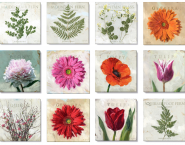 Darren Gygi-plants-flowers4